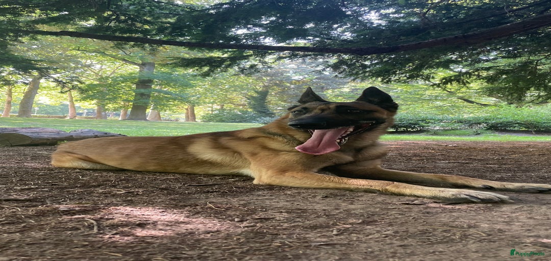 Galerij afbeelding {{count}}