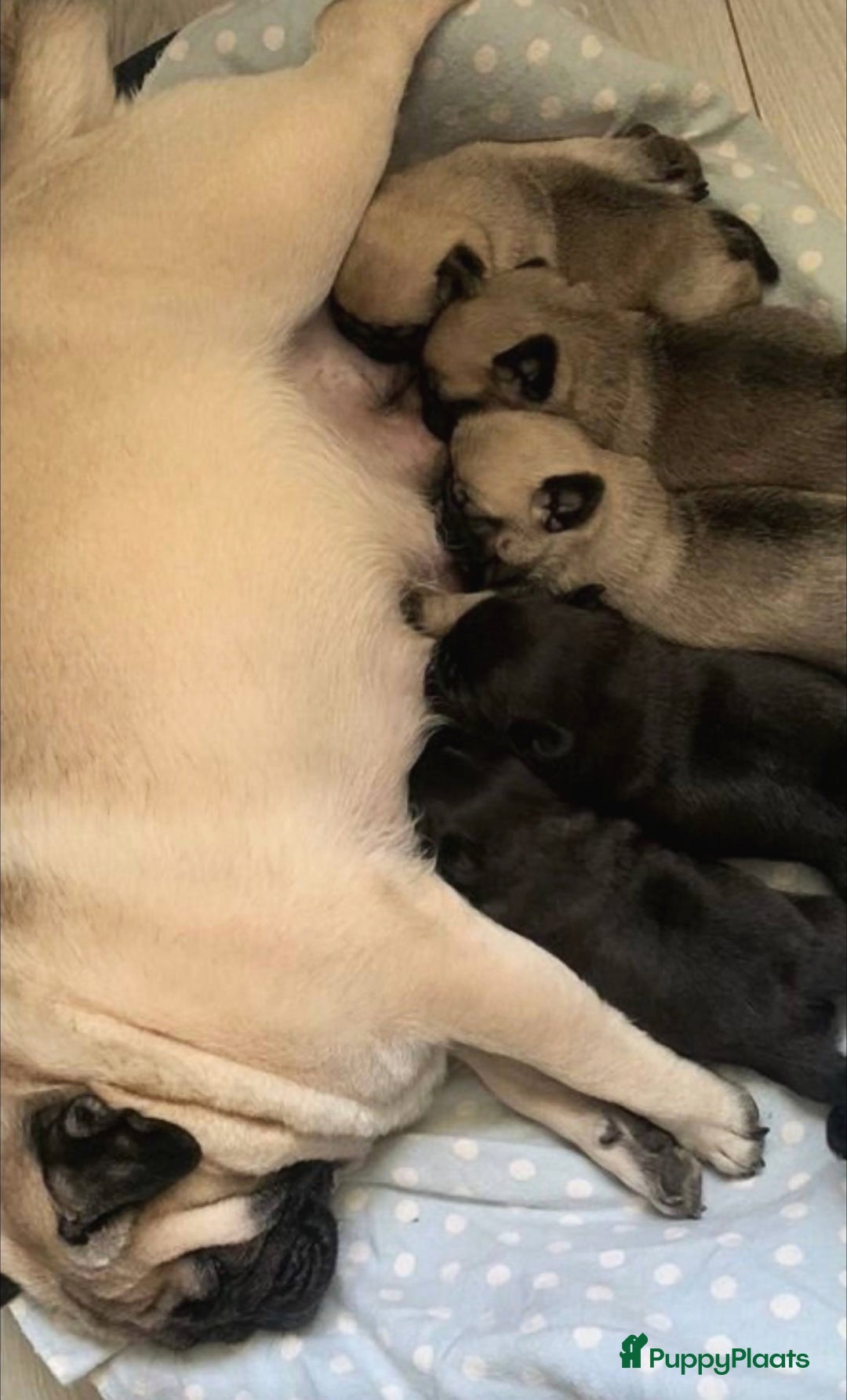 Mopshond honden te koop: Mopshond puppy’s - Advertentie 1