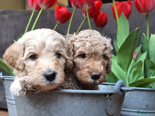 Labradoodle honden Prachtige Labradoodle pups-nog 1 teefje& 3 reutjes - Advertentie 2