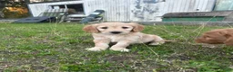 Kruising honden te koop: Mooie goldendoodle pups! - Advertentie 3