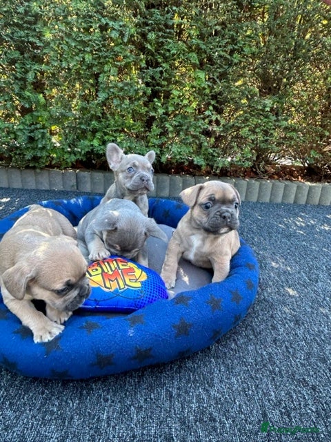 Franse Bulldog honden Vrolijke Franses Bulldog pups met stamboom. - Advertentie 1