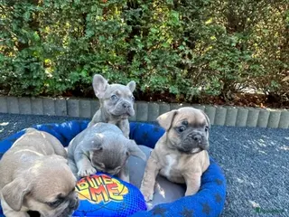 Franse Bulldog honden Vrolijke Franses Bulldog pups met stamboom. - Advertentie 1