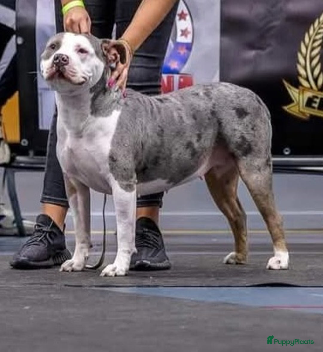 Amerikaanse Bully honden te koop: Laatste american bully XL teefje  - Afbeelding 13