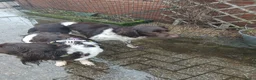 Heidewachtel honden te koop: Heidewachtel pups, nog 1 reutje beschikbaar  - Advertentie 14