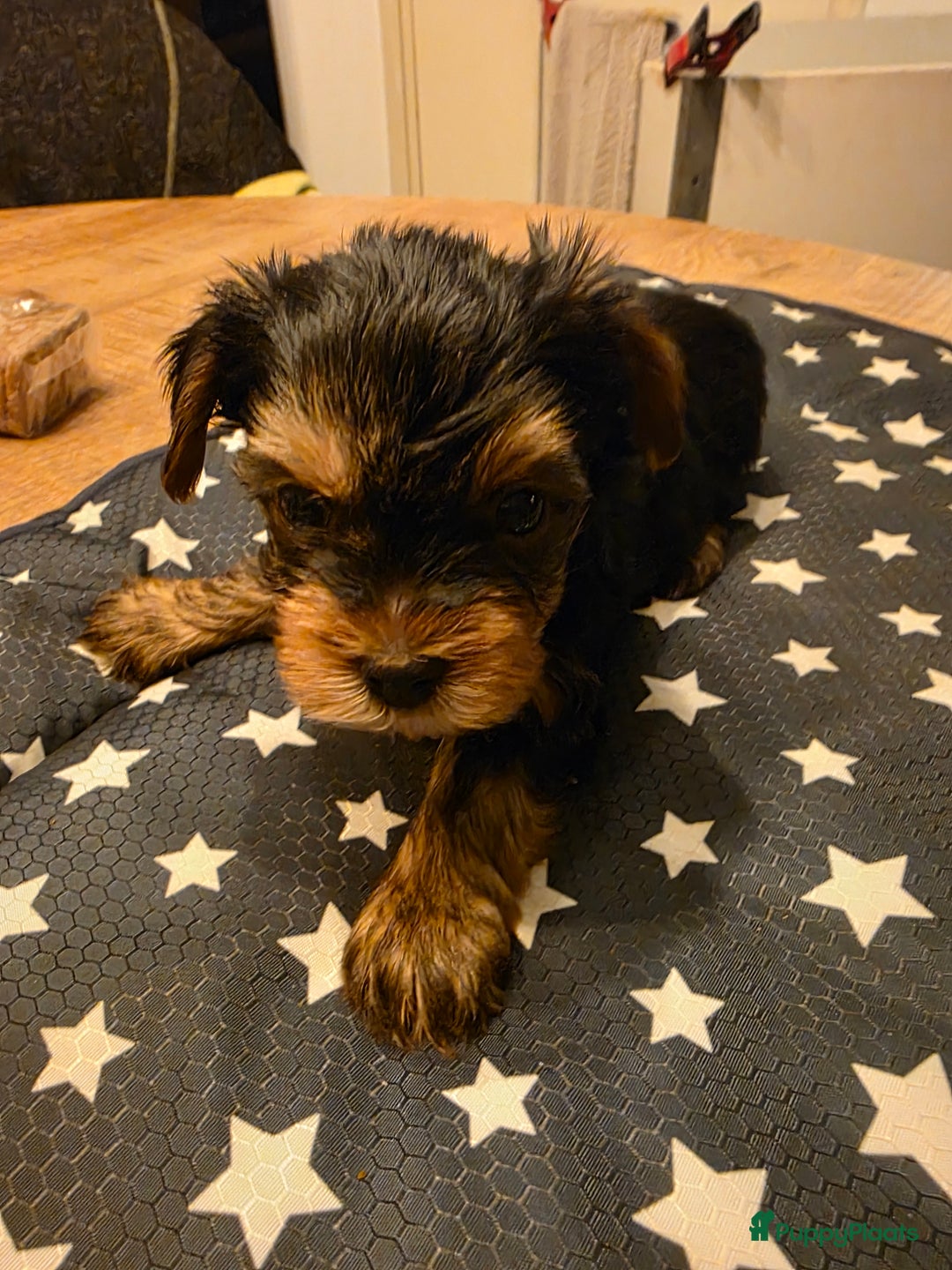 Yorkshire Terriër honden te koop: Yorkshire terrier pups  - Advertentie 3