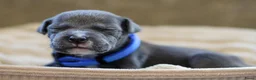 Amerikaanse Bully honden te koop: 🐾AMERICAN BULLY XL PUPPIES🐾 - Advertentie 12