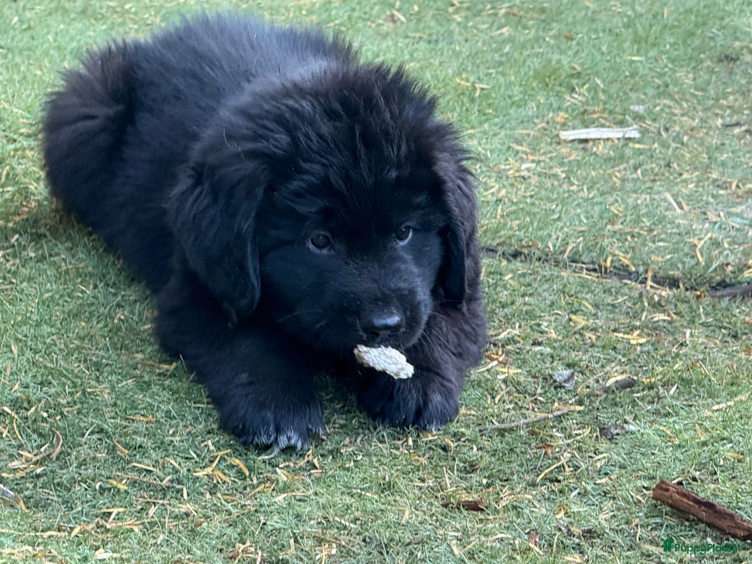 Kruising honden te koop: Newfoundlander Kruising pups  - Afbeelding 9