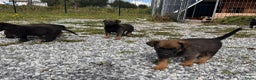 Mechelse Herder honden te koop: Pups van Mechelse en Siberische helders - Advertentie 5