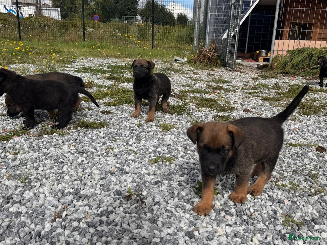 Mechelse Herder honden te koop: Pups van Mechelse en Siberische helders - Advertentie 5