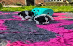 Jack Russel Terriër honden te koop: Jack russel pups (laagbenig) in Baarle-Nassau - Afbeelding 17