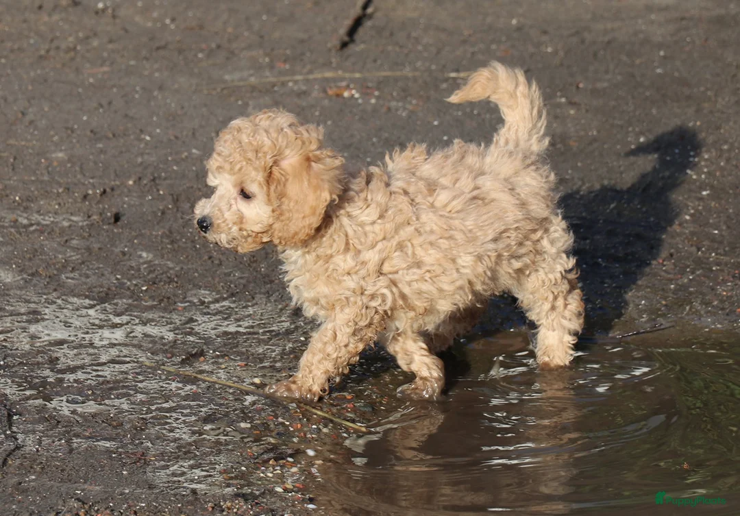 Kruising honden te koop: maltipoo/shihpoo pups beschikbaar - Advertentie 5