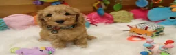Kruising honden te koop: Prachtig mini Australian labradoodle pupjes - Advertentie 6