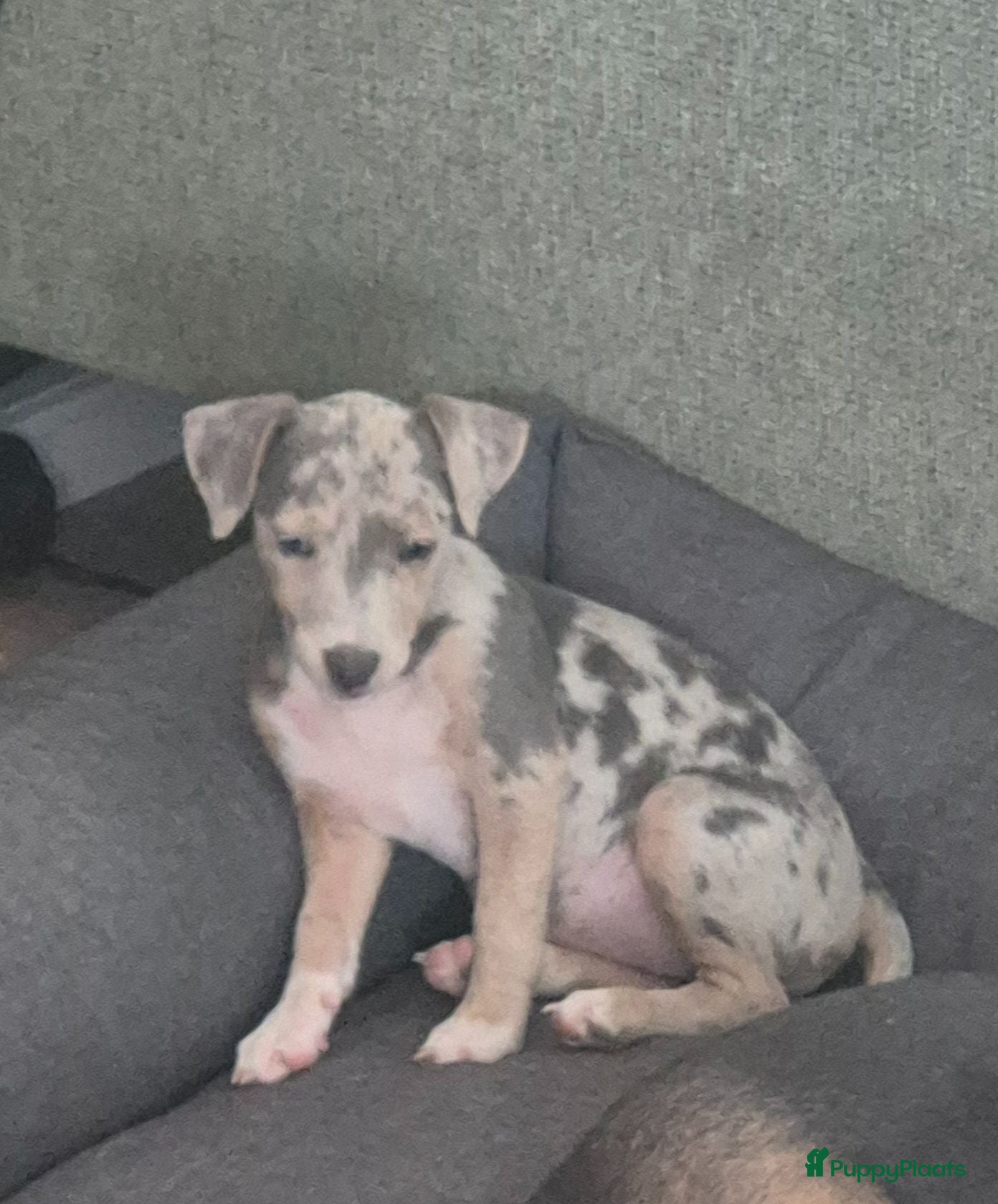 Jack Russel Terriër honden Een mooi merle teefje te koop - Advertentie 2