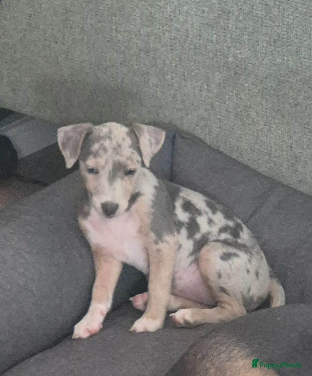 Jack Russel Terriër honden te koop: Een mooi merle teefje te koop - Advertentie 1