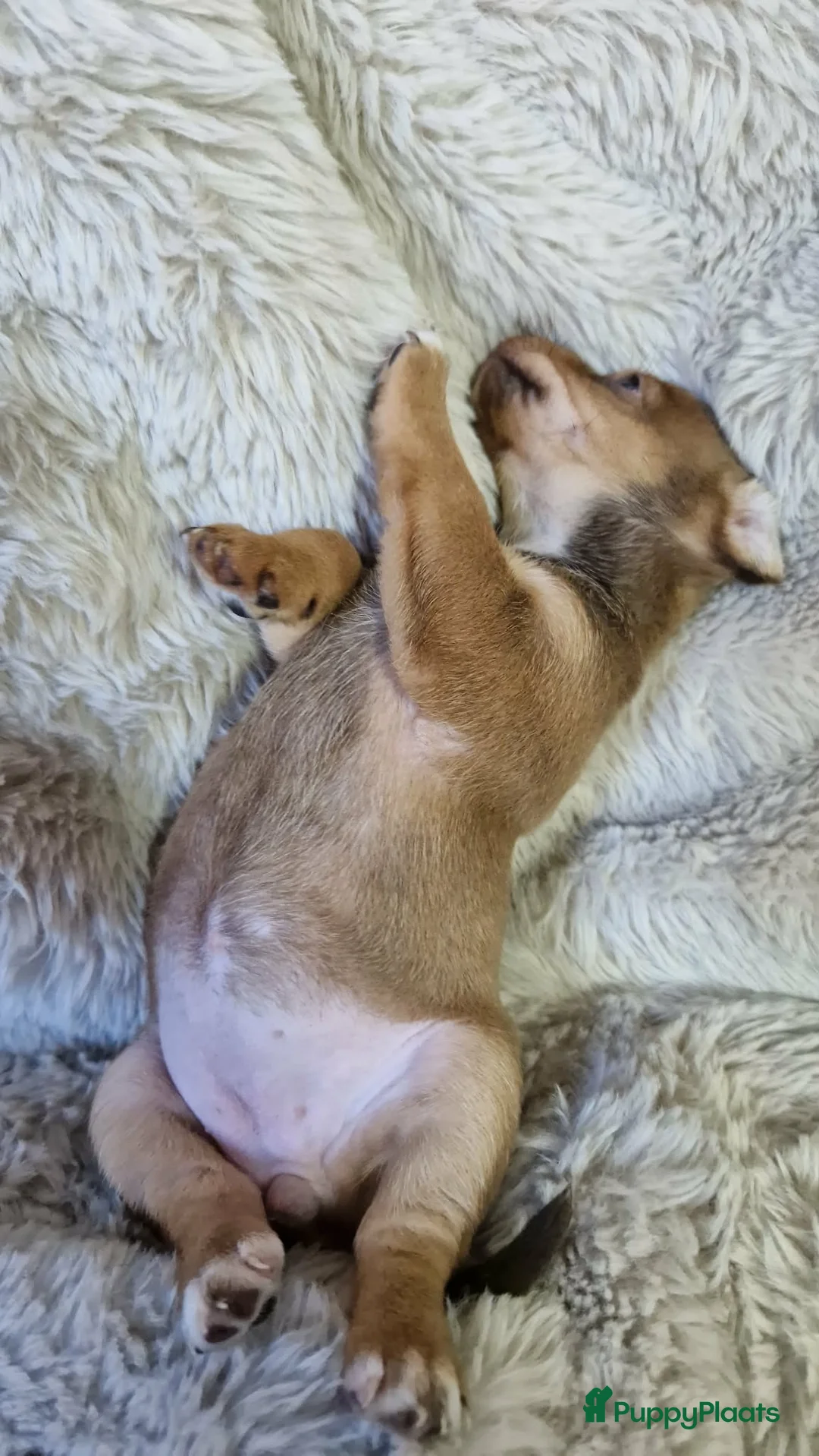 Jack Russel Terriër honden te koop: Super mooie jack russel pups - Advertentie 13