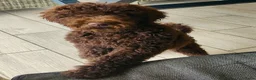 Labradoodle honden te koop: prachtige choco f4 multigen labradoodle pups - Advertentie 4