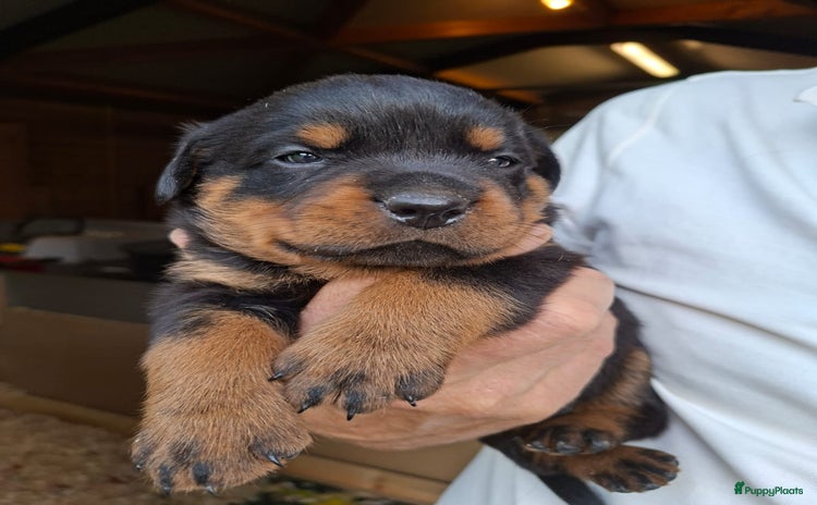 Rottweiler honden - Advertentie 3