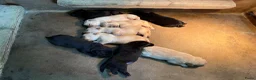 Labrador Retriever honden te koop: De ouders zijn van Uitmuntende afstamming! - Advertentie 5