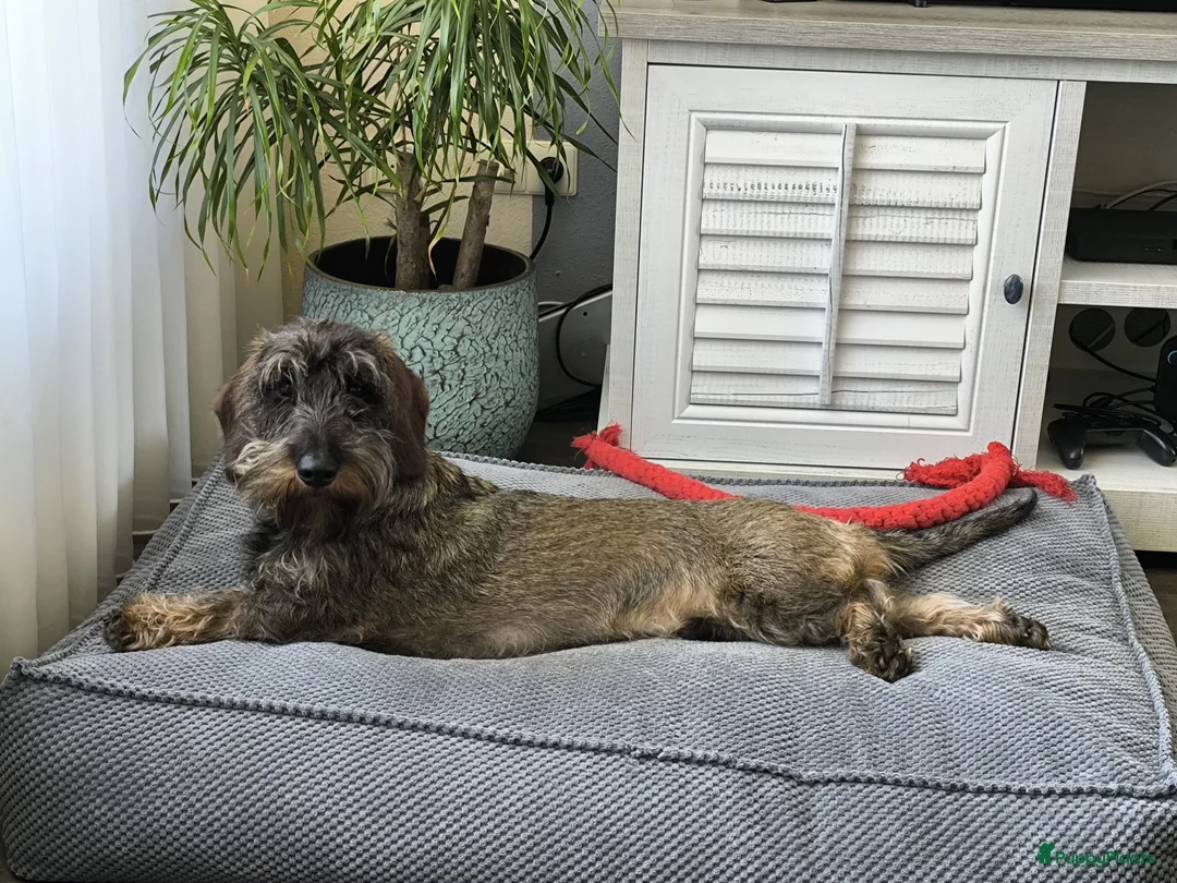 Ruwhaar Teckel honden te koop: ruwhaarteckel pups verwacht - Advertentie 2