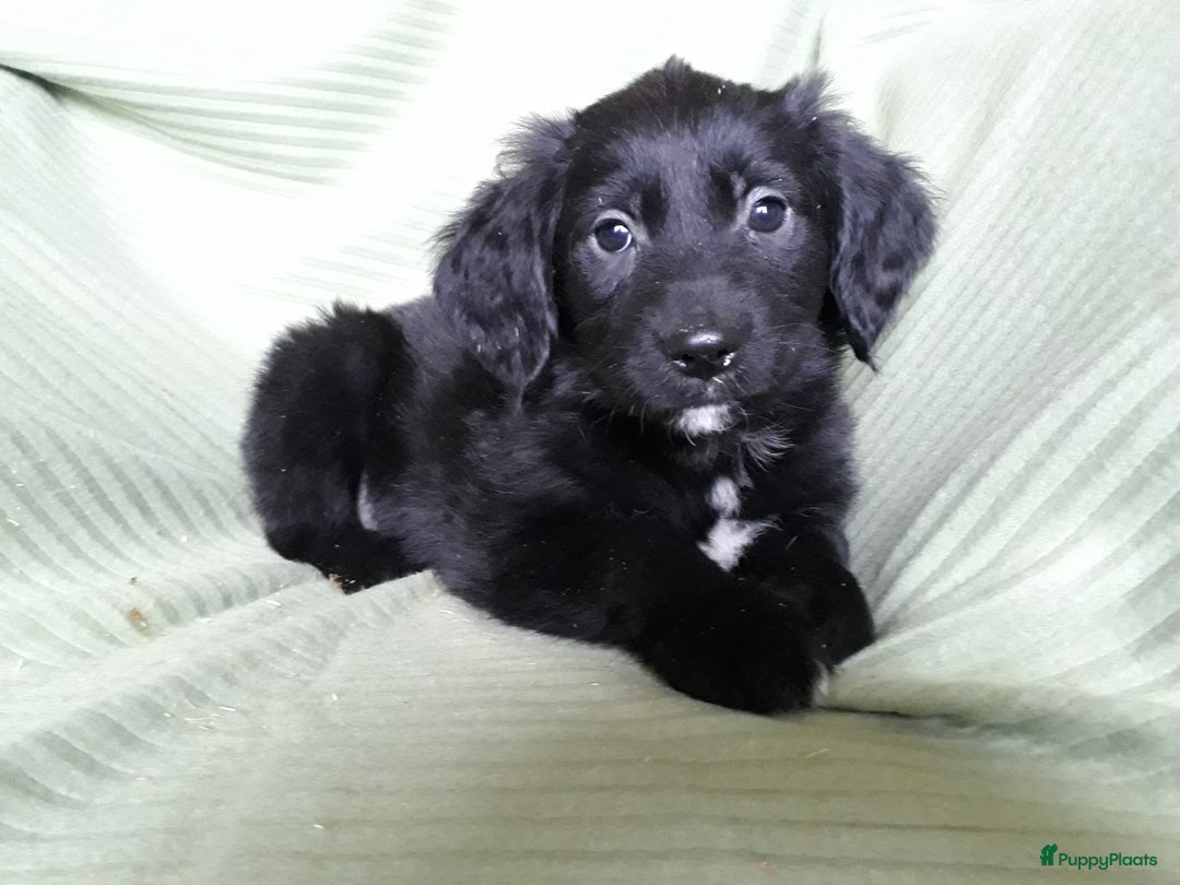 Kruising honden te koop: Leuke en lieve kruising pups(1 reutje beschikbaar) - Advertentie 5