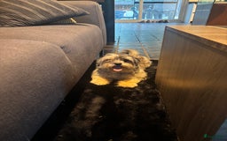Boomer honden te koop: Super mooie klein blijvende boomer pups - Afbeelding 7