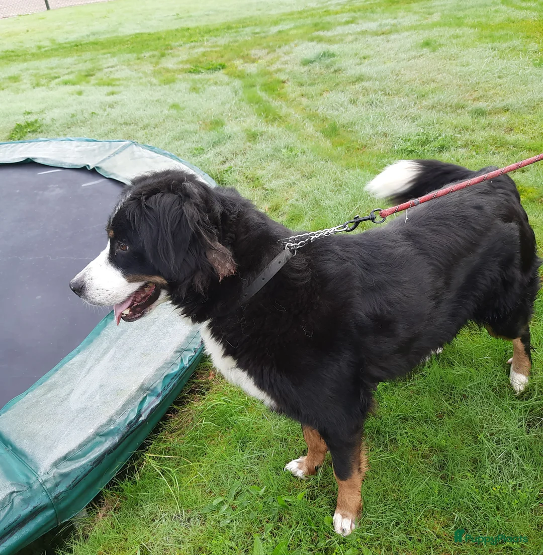 Kruising honden te koop: Berner sennen kruising  in Sint-Oedenrode - Advertentie 2