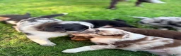 Australian Shepherd honden te koop: Australian Shepherd - Advertentie 1