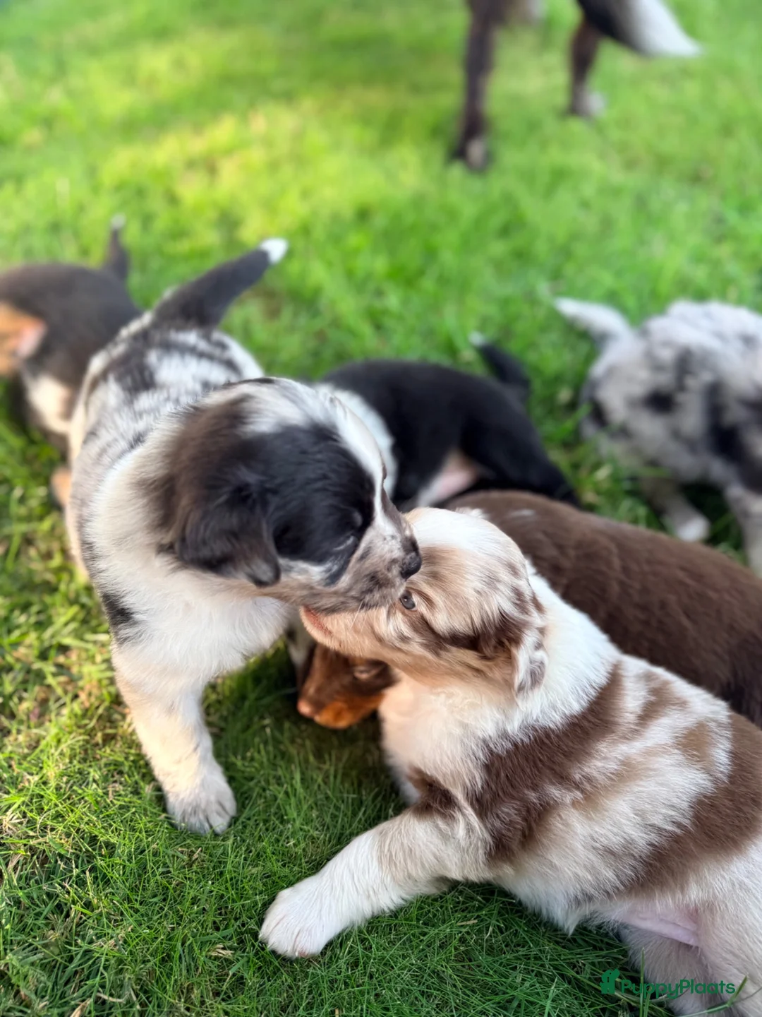 Australian Shepherd honden te koop: Australian Shepherd - Advertentie 1