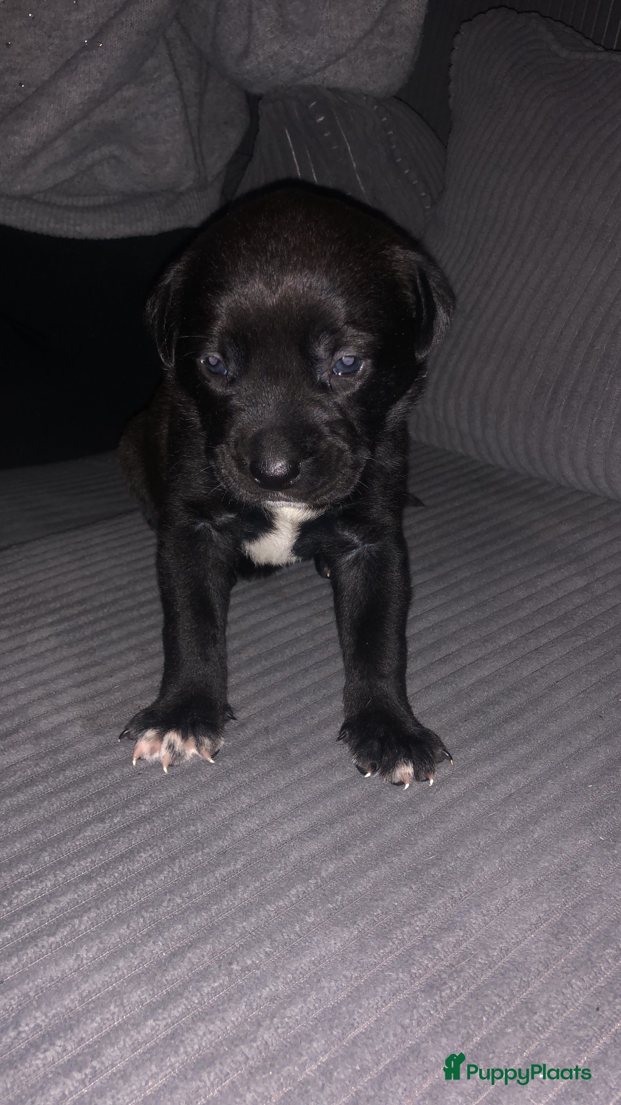 Kruising honden Bully xl pups  - Advertentie 2