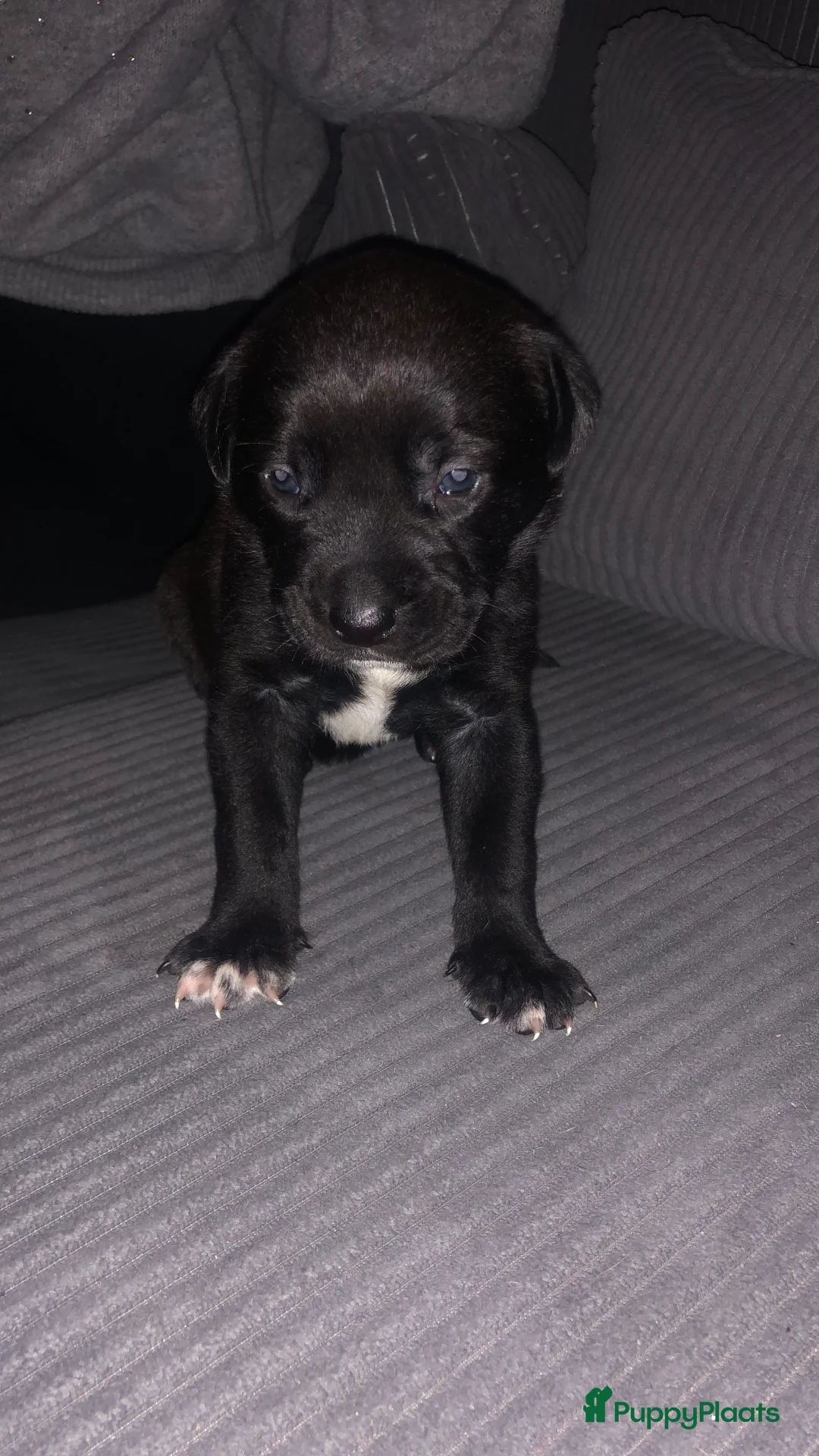 Kruising honden te koop: Bully xl pups  - Advertentie 2