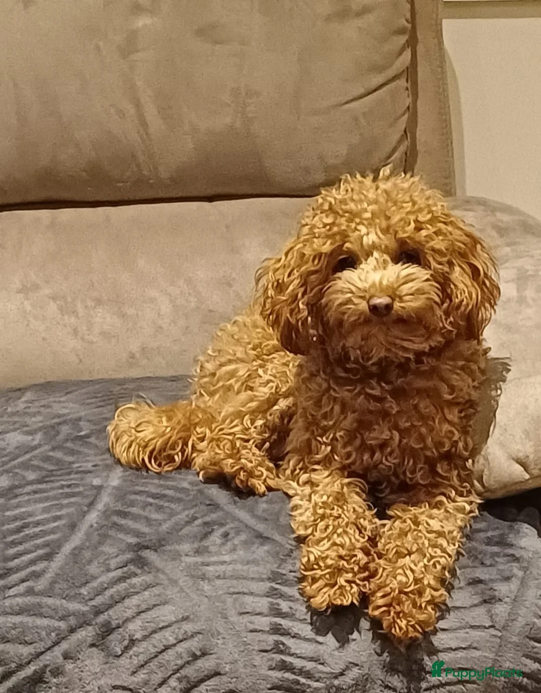 Poedel Toy honden te koop: Toypoedel - Advertentie 1