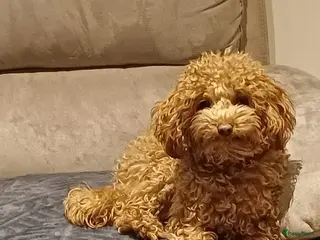 Poedel Toy honden Toypoedel - Advertentie 1