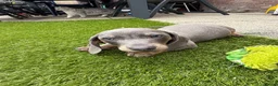 Teckel (korthaar)  honden te koop: Kaninchen x dwerg teckel - Advertentie 15