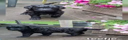 Labradoodle honden te koop: Labradoodle pups in 't Harde - Advertentie 13