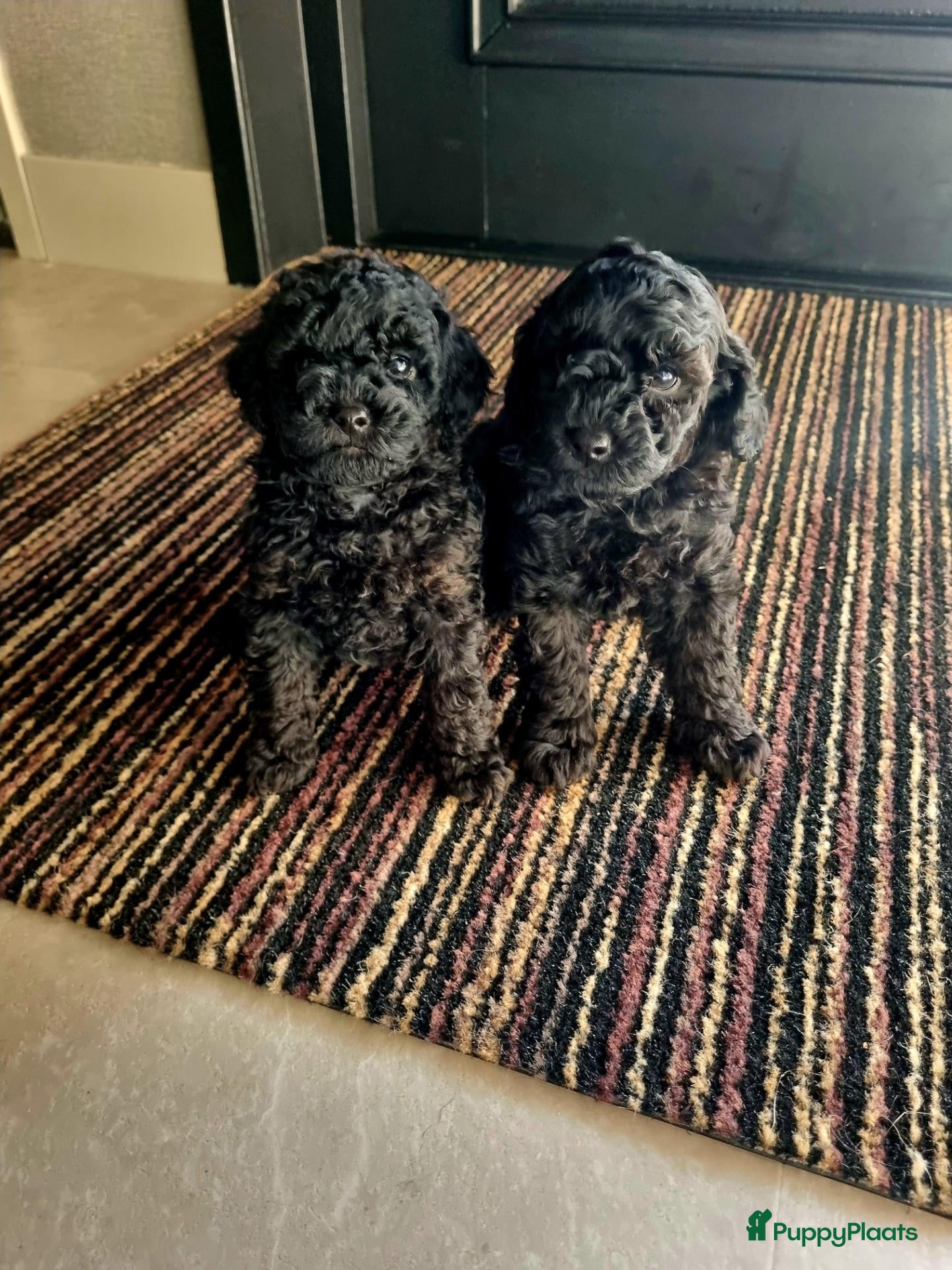 Poedel Toy honden Black and tan pups - Advertentie 4