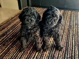 Poedel Toy honden Black and tan pups - Advertentie 4