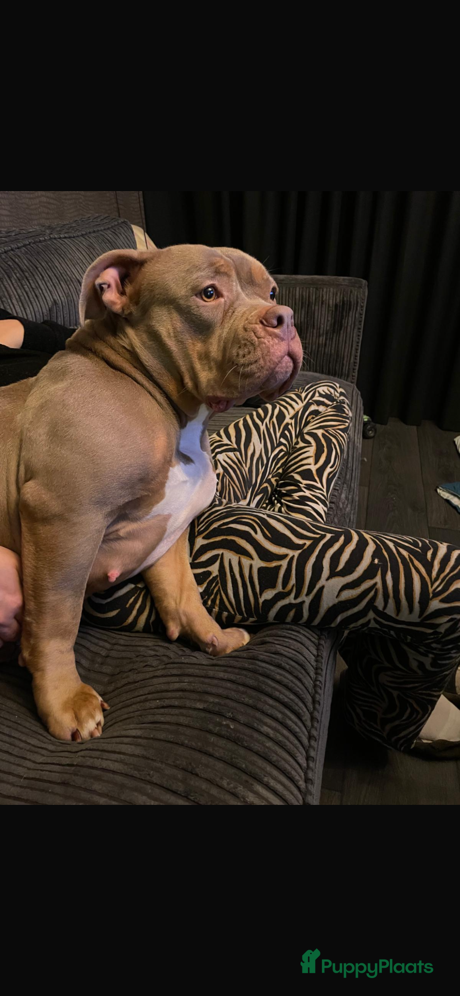 Amerikaanse Bully honden Pocket bully  - Advertentie 1