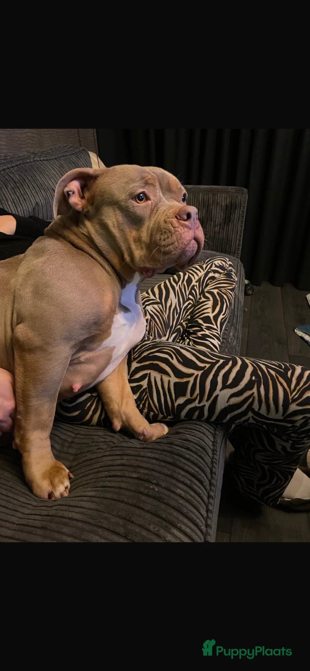 Amerikaanse Bully honden te koop: Pocket bully  - Advertentie 1