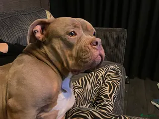 Amerikaanse Bully honden Pocket bully - Advertentie 1