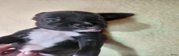 Kruising honden te koop: Nog 4 lieve unieke Mix puppy's. - Advertentie 23