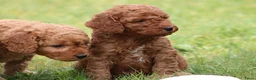 Cockapoo honden te koop: Knappe Cockapoo pups. - Advertentie 15