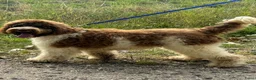 Australian Labradoodle honden te koop: Australian labradoodle met stamboom! - Advertentie 17
