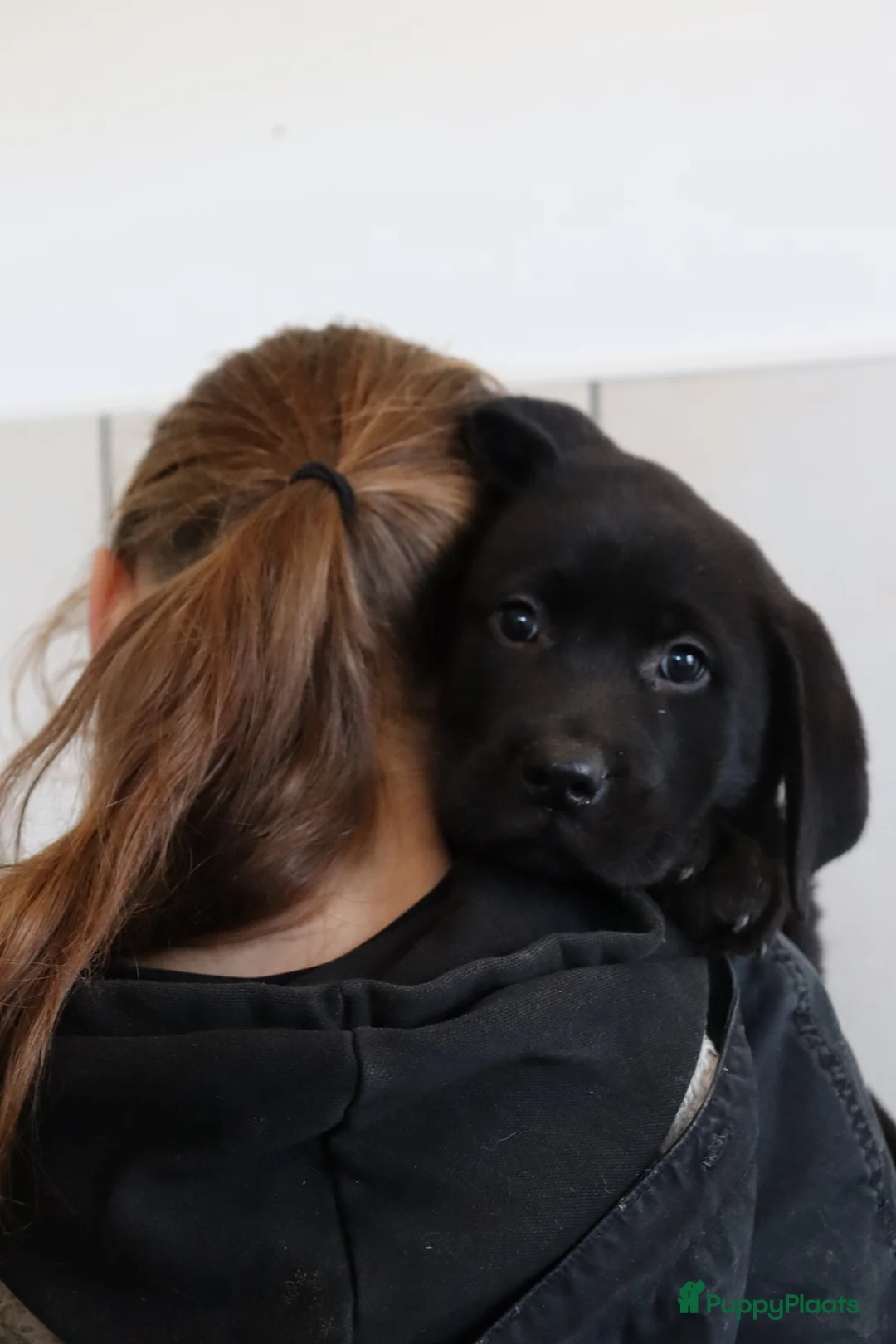Labrador Retriever honden te koop: Hele lieve labrador pups te koop! - Advertentie 4