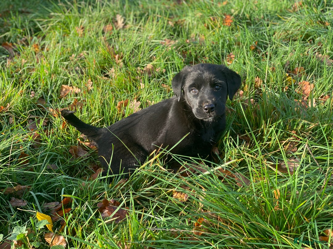 Kruising honden te koop: Kruising boxer retriever pup teefje - Advertentie 2