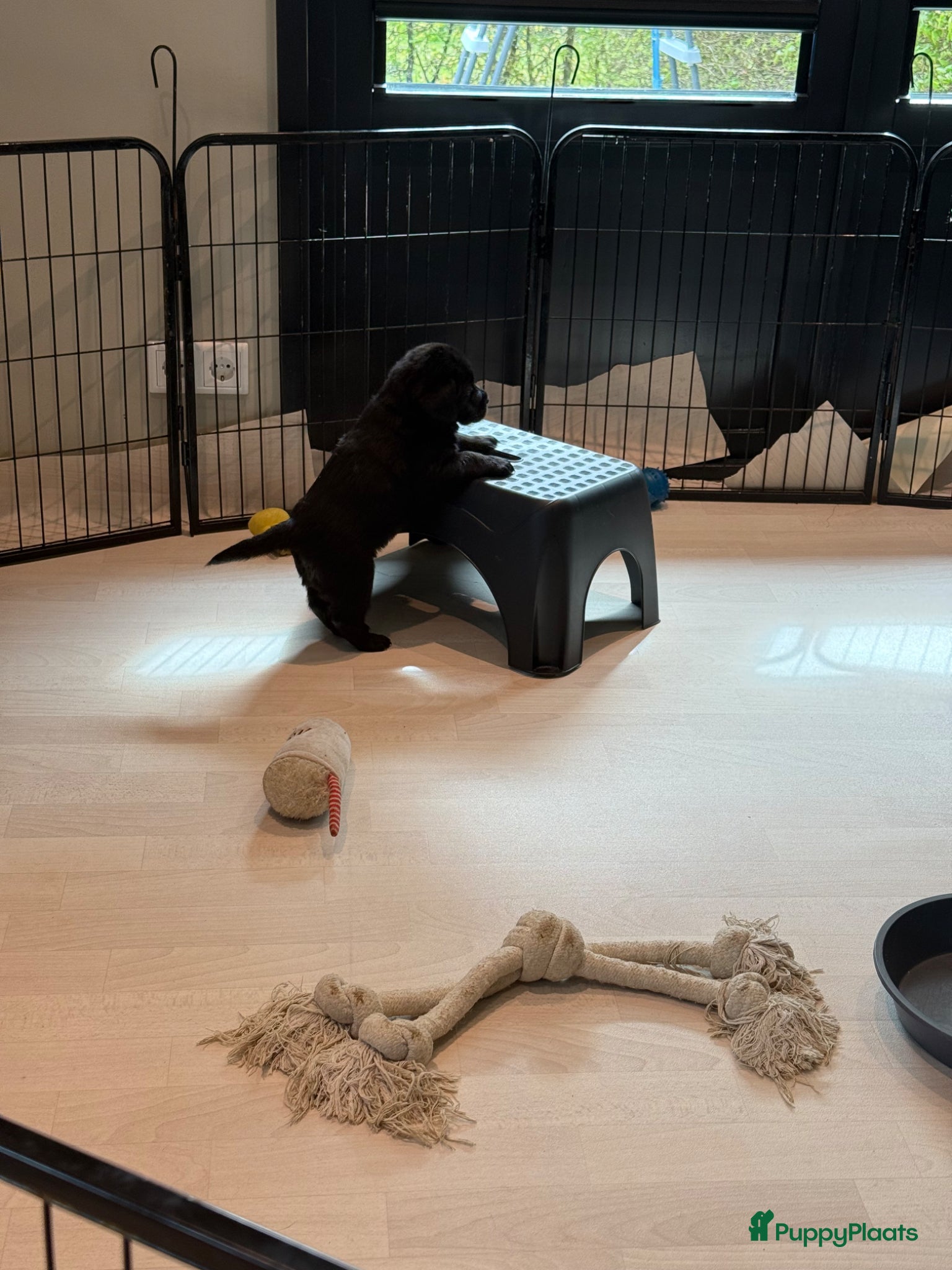 Labrador Retriever honden Labrador puppy’s nog 3 reutjes beschikbaar  - Advertentie 4