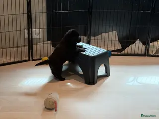 Labrador Retriever honden Labrador puppy’s nog 3 reutjes beschikbaar - Advertentie 4