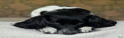 Kruising honden te koop: Nestje Sproodle pups verwacht - Advertentie 3