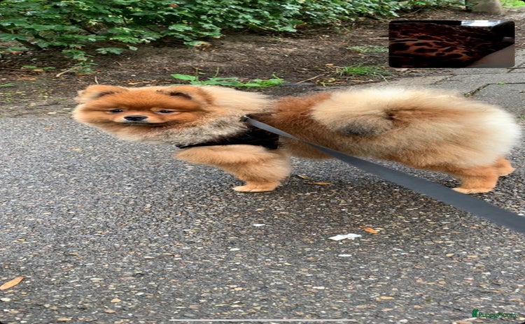 Pomeriaan honden - Advertentie 1