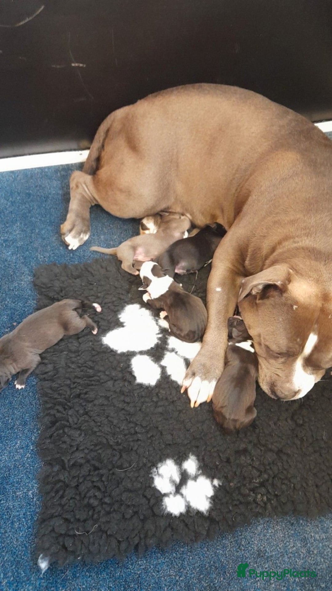 Old English Bulldog honden te koop: Old english bulldog x pocket bully xl  - Afbeelding 15