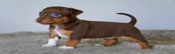 Jack Russel Terriër honden te koop: Stoere Jack Russel pups beschikbaar - Advertentie 24